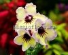 Streptocarpus Seeds MK-TROPICAL SUN - MK-TROPICHESKOE SOLNTSE